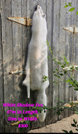 White Shadow Fox