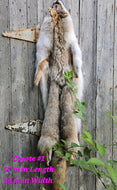 Coyote 1