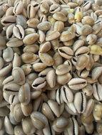 Mini Cowrie Shells (20 per pack)